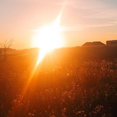 Daweedjunglist's profile picture. 