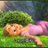1030_carrie