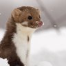 So_Snowed's profile picture. Freelance Junior Character Artist at GFactory - for Supervive