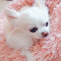 みるりん (@mirurin_cookie) 's Twitter Profile