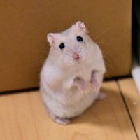 たに (@odekakehuman) 's Twitter Profile