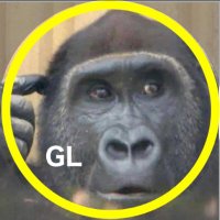 ゴリラが好きなモンキー/プロフ読んでね！ 父ちゃんの側で遊び転がるキンタロウ⭐️ゴリラ gorilla【京都市