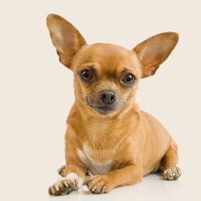 ChihuahuaF22406's profile picture. 