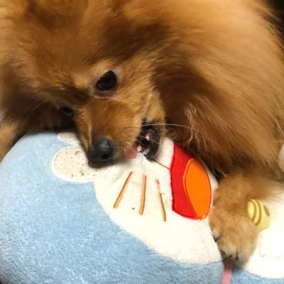 コーヒーとビスコフが日課。ユーロビート(Saifam,TIME,Vibrationの哀愁が好き)に久しぶりにはまりました。リスニング専門なので踊れません。子供とスマブラ、マリカー、スプラ3とかします。お座敷シューターでM9ガスブロとvsr-10 を所持。愛犬はポメラニアン♂