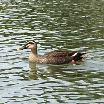 oG6Kkht6Om8smZf's profile picture. TDU25 EC 卓球 e-sport