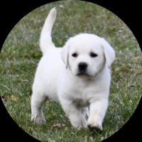 BowTiedVeterinarian (@bowtieddvm) 's Twitter Profile Photo BowTiedVeterinarian (@bowtieddvm) 's Twitter Profile Photo