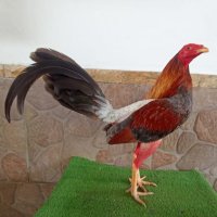 edwar_ramos (@edwar_18ramos) 's Twitter Profile