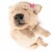 🐾 (@puppylines) Twitter profile photo 🐾 (@puppylines) Twitter profile photo