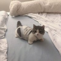 Churri (@churrichat) 's Twitter Profile