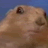 Small burrowing rodent internet superstar