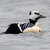 Dave Pearsons (@dpearsons) 's Twitter Profile Photo Dave Pearsons (@dpearsons) 's Twitter Profile Photo