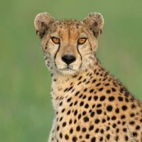 Gretchen Heidenreich (@gretchenhe76153) 's Twitter Profile