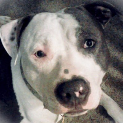 PwningDishes's profile picture. Hold your breath...take the plunge. Those moments when it makes your heart skip a beat are worth every nerve racking second.