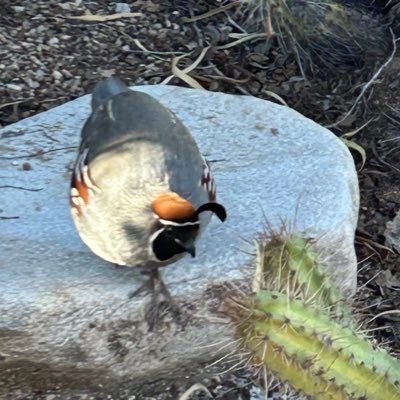 GambelerQuail Profile Picture