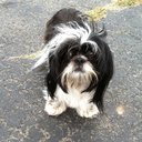 Deb Vance - @dogmopkc - Twitter