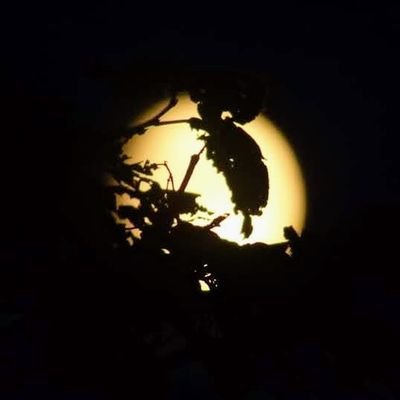 @LordMoonRL