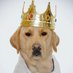Jarl_SwagDog (@jswagdog) Twitter profile photo Jarl_SwagDog (@jswagdog) Twitter profile photo