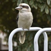 Barry Cooper (@barryco72873054) 's Twitter Profile