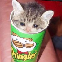 $CATLES - Pringles Cat Community(@catlesonsol) 's Twitter Profile Photo