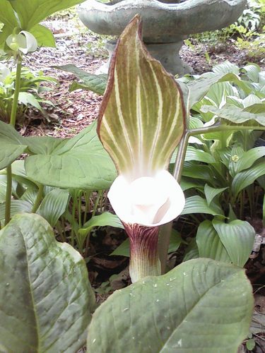 ortoncourt56's profile picture. Another person on the planet trying to make a difference
City gardener