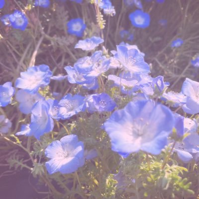 osiminusakulove's profile picture. 碧依さくらさんが好きな人。全てに不器用でお酒好きで優柔不断で口下手。さくらさんの可愛さあまりたまに狂喜あふれます。 名前のおしみぬだけに、惜しみなく、だけどマイペースに。。ひっそり応援してゆきます。