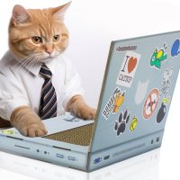 computer cat (@cybercatspace) 's Twitter Profile