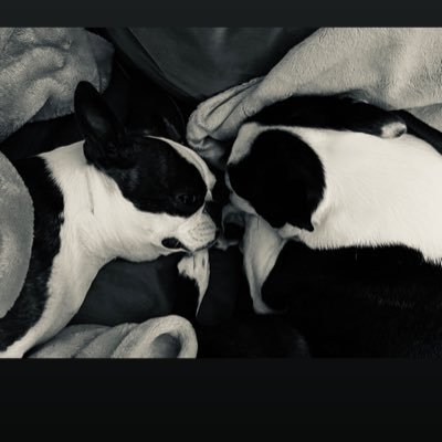 My life’s honor is being a mom, a nana and a wife and also a former public servant. I live for great books. Totally owned by two Boston Terriers.