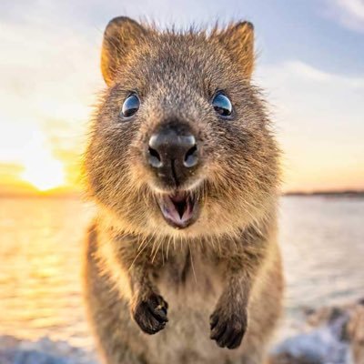 Smiling Quokka