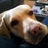Nelopato's profile image