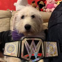 Magnum the dog(@huskadoodledoo) 's Twitter Profile Photo