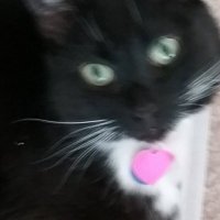 Elsie the Cat(@chigal111) 's Twitter Profile Photo