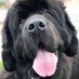 phoenix10 (smartish) Profile picture
