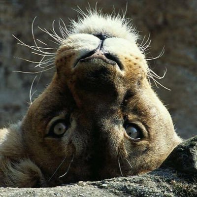 ExNYer- Lived in Japan 1981 #Unit731 Democrat.❣️leopards!! NO DMs 😎 💕🐘🦍🦁🐆👀❤️🇺🇸💙🟧 Born 7/22 #SlavaUkraini #BanTrophyHunting