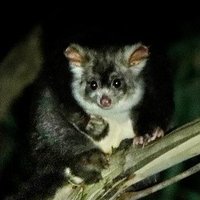Wombat Forestcare (@wforestcare) 's Twitter Profile Photo