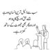 shah jee (@shahjeeperomurs) Twitter profile photo shah jee (@shahjeeperomurs) Twitter profile photo