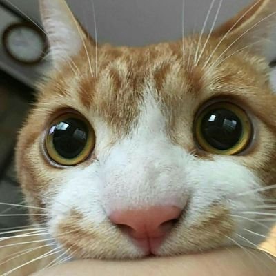Luaninhaさんのプロフィール画像