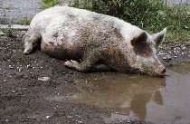 __Stinger's profile picture. Умишком скуден, хуишком блуден. У чужого мотоцикла не бывет красной зоны. Нормальное положение ручки газа - полностью открытое. Хрю.