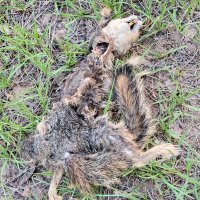 Nestor Stark (@nestor_sta75514) 's Twitter Profile