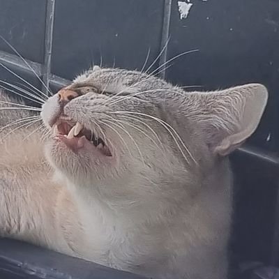 luacmd's profile picture. miau