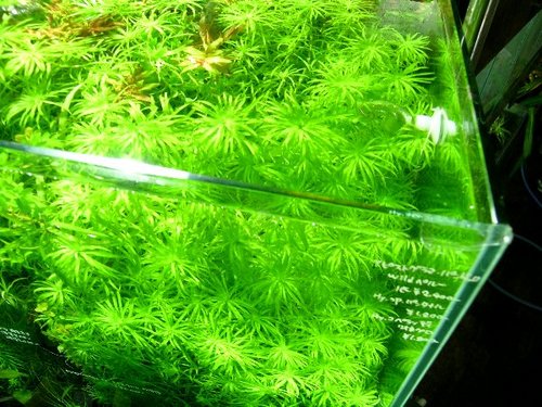 GreenNote777's profile picture. 水と緑に関する商品を主に生体メインで取り扱っている熱帯魚・水草・観葉植物の専門店です。新着情報を始めとした様々な情報を発信できればと思います。皆様からの栽培・飼育に関するご質問も常時承ります。 月曜日・火曜日定休日。