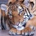 Friendly Tiger (@ronnythegorilla) Twitter profile photo