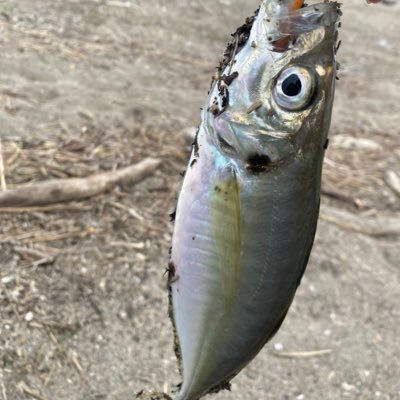 山形の庄内地方で釣り🎣たまに秋田。現実逃避卍童貞子供部屋おじさん31歳🌼自分らしくとか言ってるメンヘラです🍒目標は孤独死しないように生きる‼️あっ誰か俺の嫁になってくれ🙇