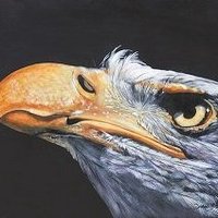 Darwin Stroman (@darwin_str7370) 's Twitter Profile