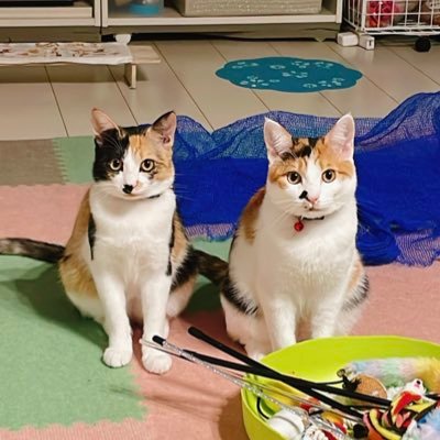 元保護猫の三毛猫ハナとミオです٩(๑❛ᴗ❛๑)۶2023.3.20生まれの姉妹猫です♡夫婦2人と猫2匹で暮らしてます。 YouTubeもやってますhttps://t.co/3pRHzsAL2W