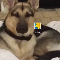 Lisa Shields (@lisashield76595) 's Twitter Profile