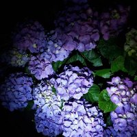 わさび (@wasabi_umakara) 's Twitter Profile Photo