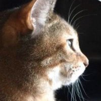 Beverly Feil (@feilbeverl28009) 's Twitter Profile