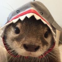 Caesar Rohan-Toy (@rohantoy91355) Twitter profile photo