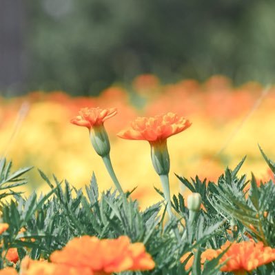 好きを、撮り尽くしたい。 青い空と、花、おいしいもの。📷 Nikon Z 6 ｜Z 30