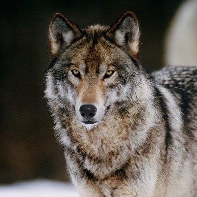 SlavicWolf_ Profile Picture